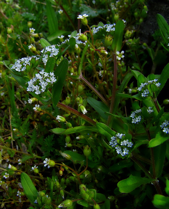 valeriánka Valerianella sp.