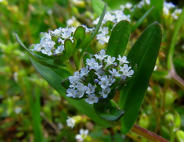 valeriánka Valerianella sp.