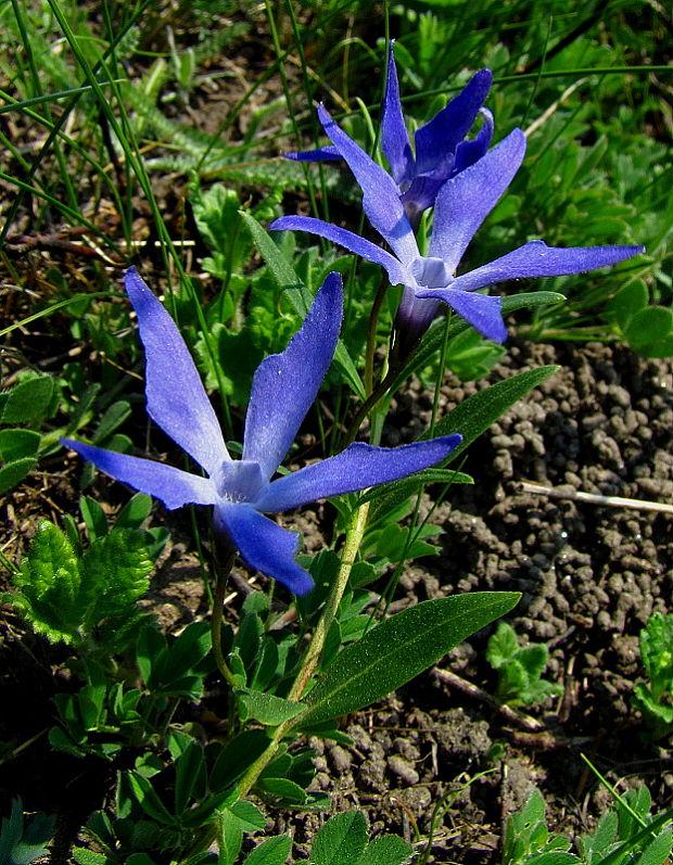 zimozeleň bylinná Vinca herbacea Waldst. et Kit.