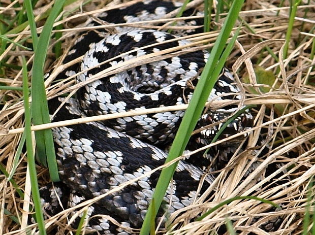 vretenica severná Vipera berus