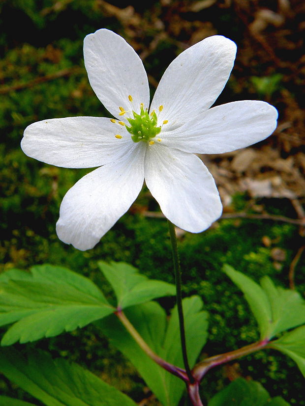 veternica hájna Anemone nemorosa L.