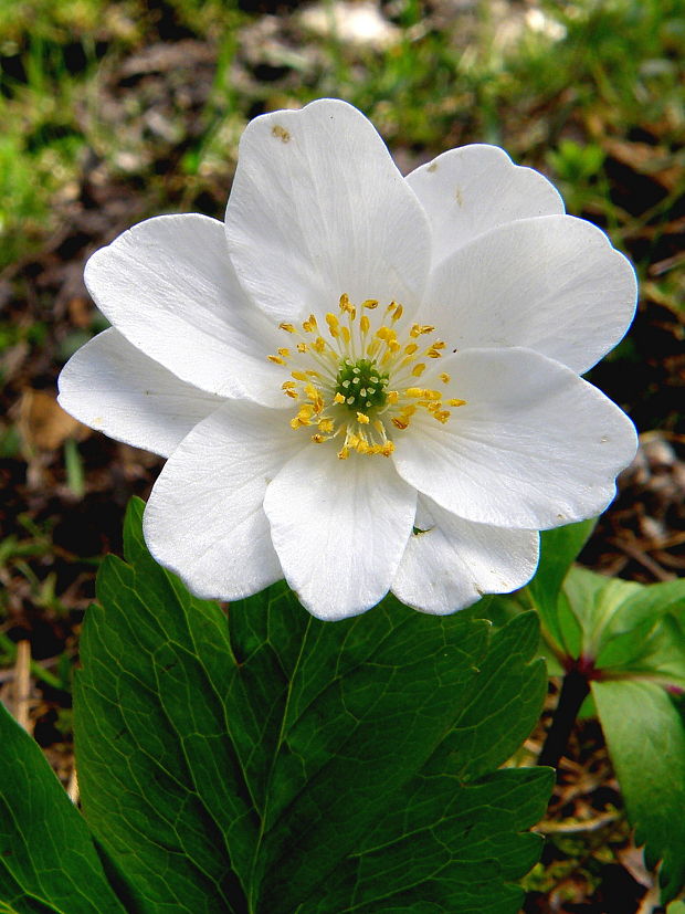 veternica  Anemone sp.