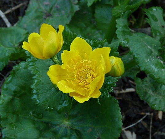 záružlie močiarne Caltha palustris L.