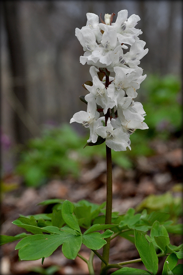 chochlačka dutá Corydalis cava (L.) Schweigg. et Körte