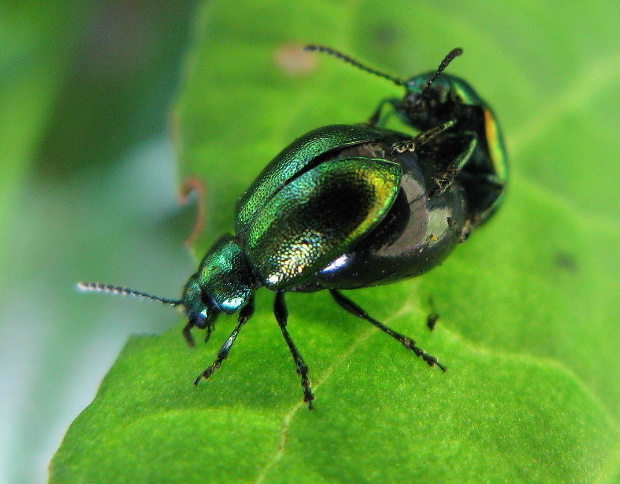 liskavka Gastrophysa viridula