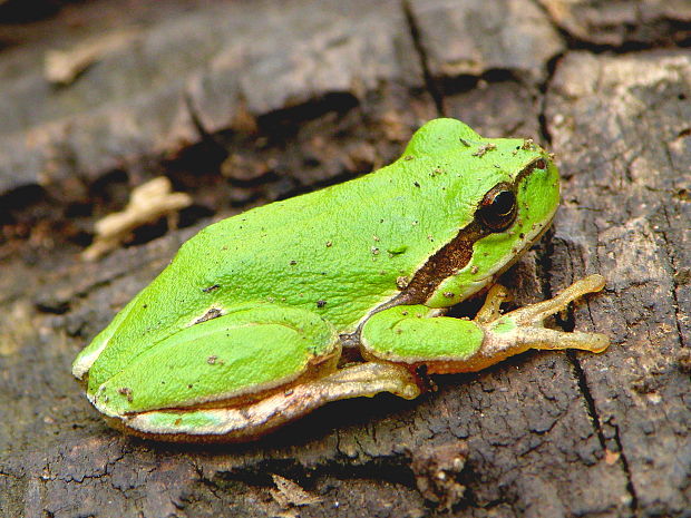 rosnička zelená Hyla arborea