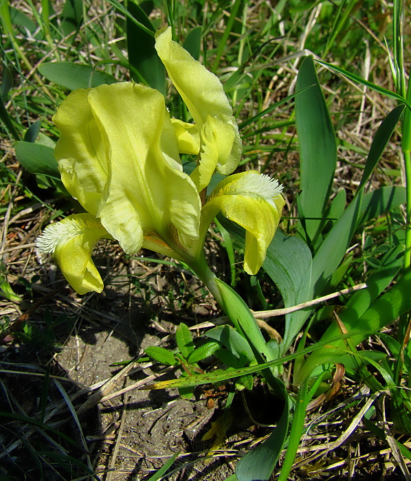 kosatec nízky Iris pumila L.