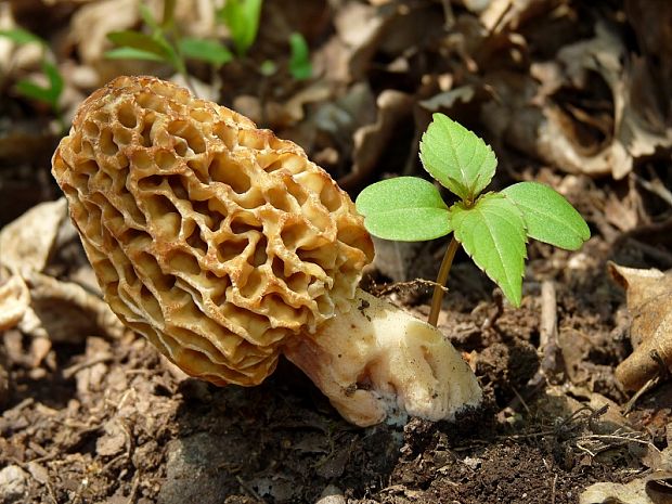 smrčok jedlý Morchella esculenta (L.) Pers.