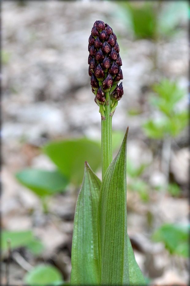 vstavač purpurový Orchis purpurea Huds.