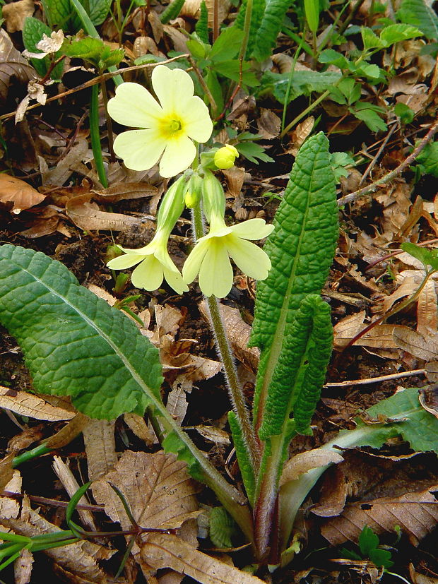 prvosienka vyššia Primula elatior (L.) L.