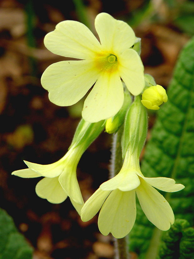 prvosienka vyššia Primula elatior (L.) L.