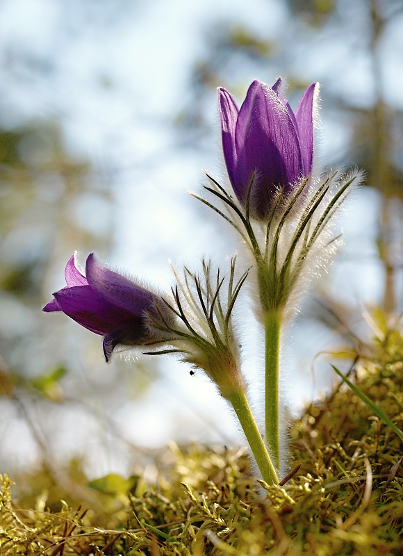 poniklec slovenský Pulsatilla slavica Reuss