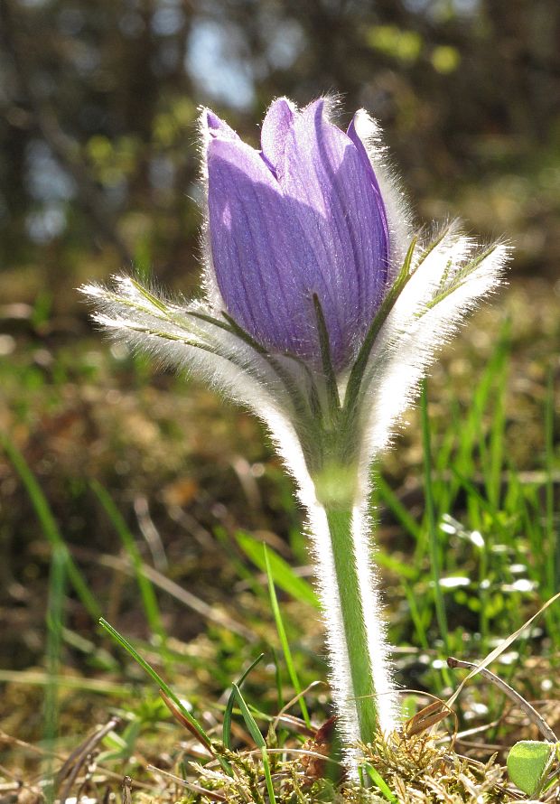 poniklec slovenský Pulsatilla slavica Reuss