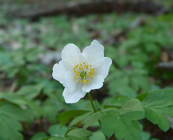 veternica hájna Anemone nemorosa L.