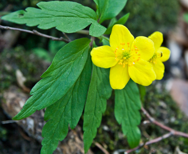 veternica iskerníkovitá Anemone ranunculoides L.