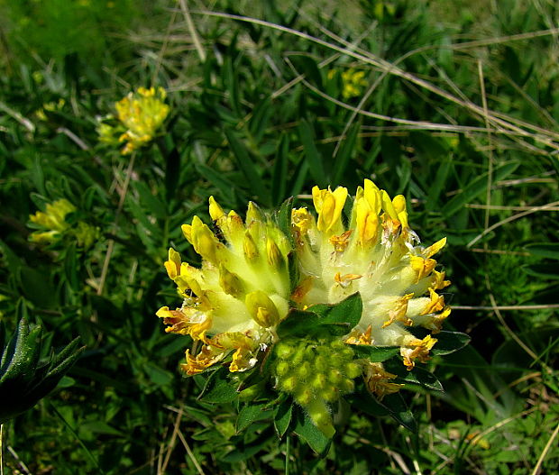 bôľhoj lekársky Anthyllis vulneraria L.