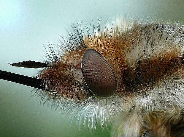 chlpačka veľká Bombylius major Linnaeus, 1758