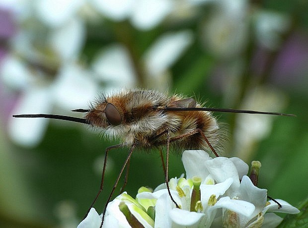 chlpačka veľká Bombylius major Linnaeus, 1758