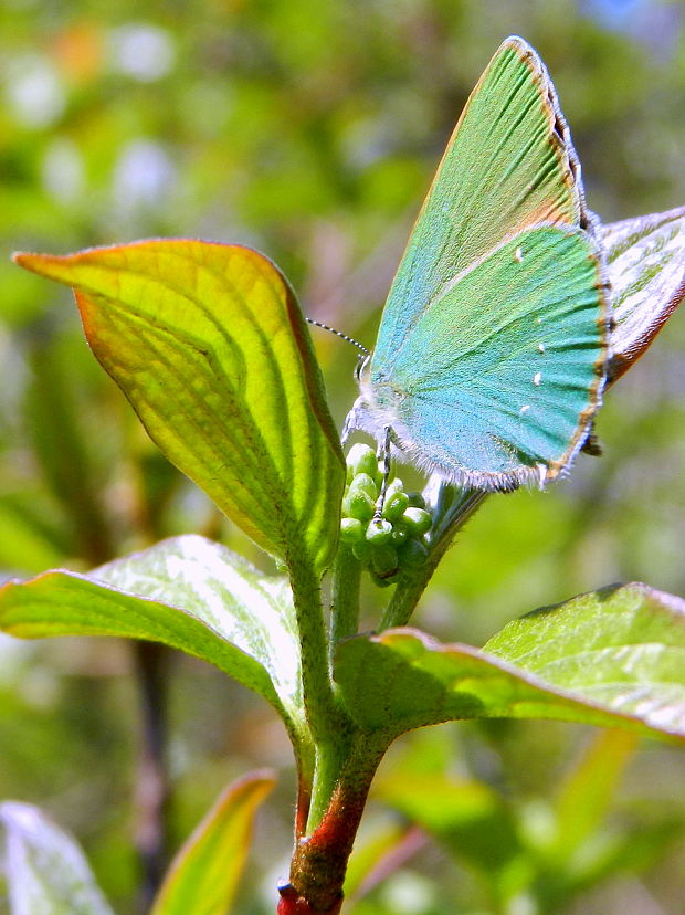 ostrôžkár černicový Callophrys rubi Linnaeus,1758