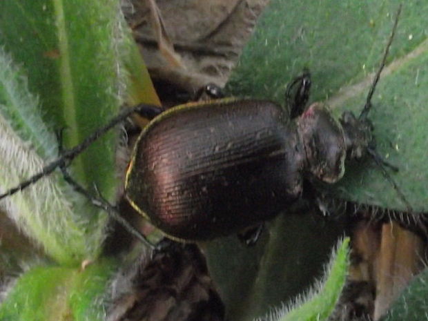 húseničiar hnedý Calosoma inquisitor