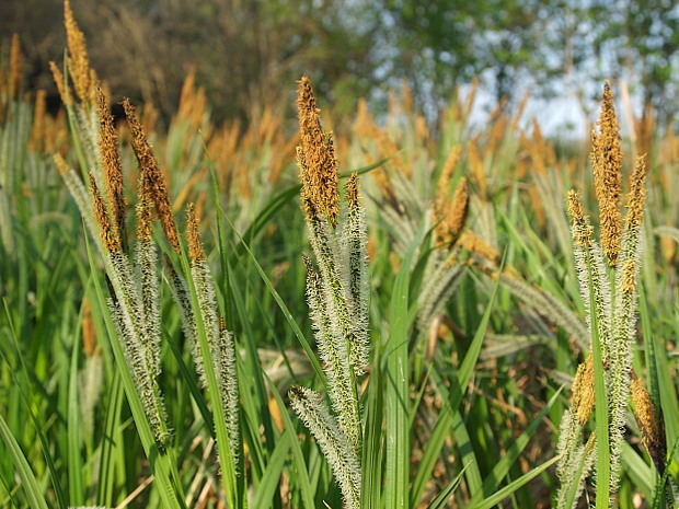 ostrica Carex sp.