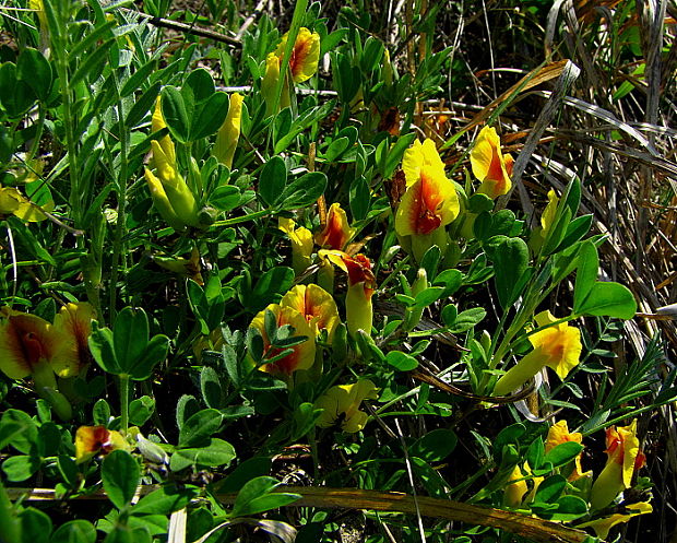 zanoväť  Chamaecytisus sp. (Hacq.) Rothm.