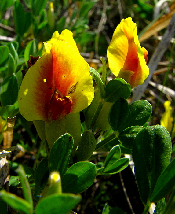 zanoväť  Chamaecytisus sp. (Hacq.) Rothm.