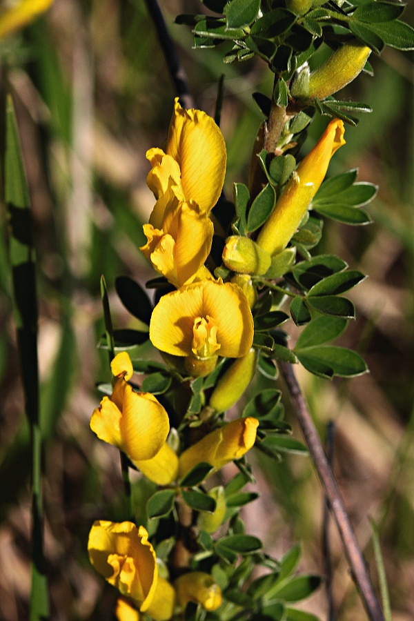 zanoväť nízka Chamaecytisus supinus (L.) Link