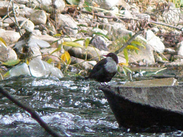 vodnár potočný Cinclus cinclus