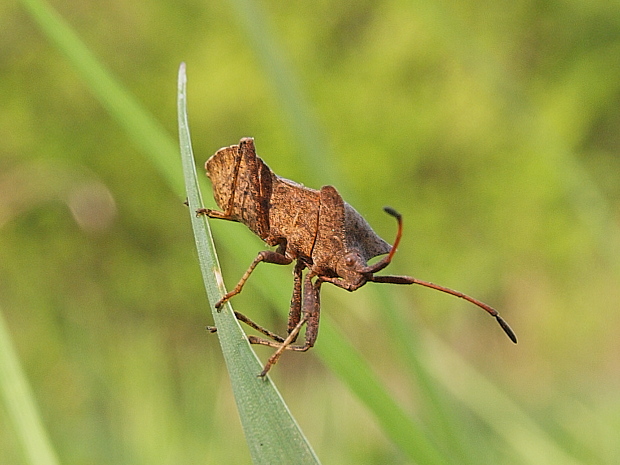 obrubnica štiavová Coreus marginatus