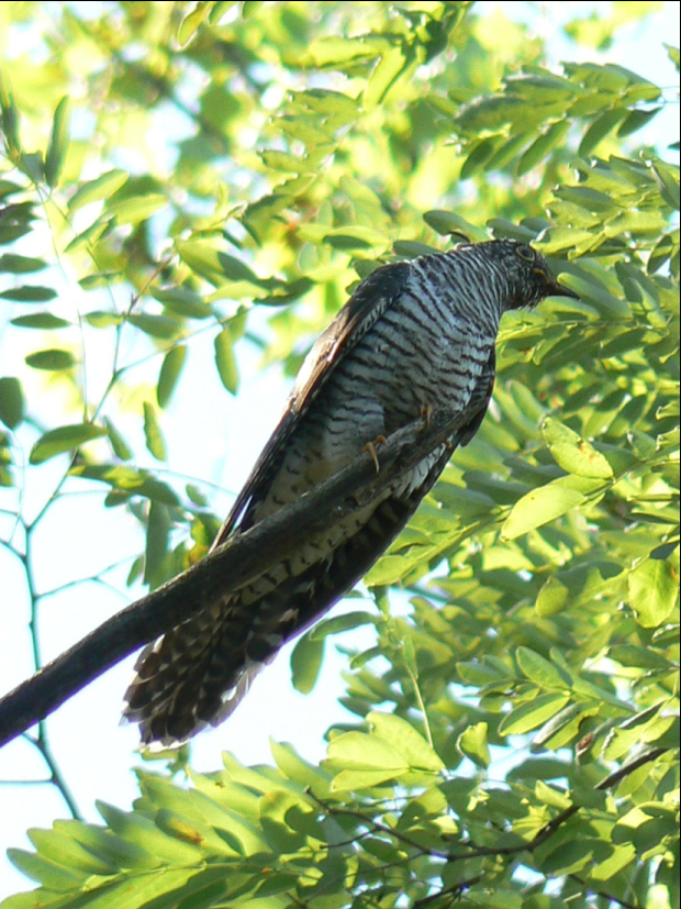 kukučka jarabá Cuculus canorus