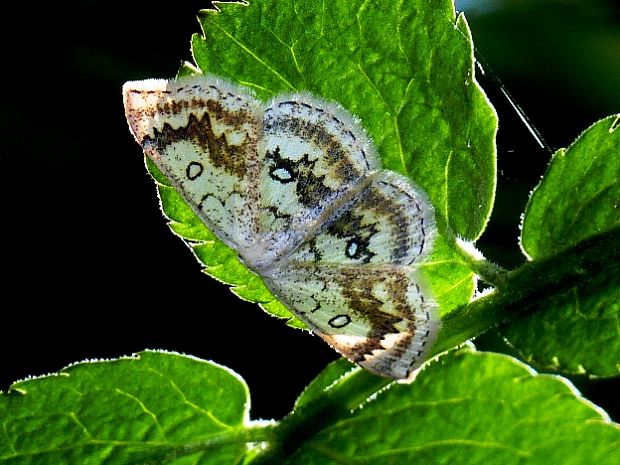 piadica javorová Cyclophora annularia