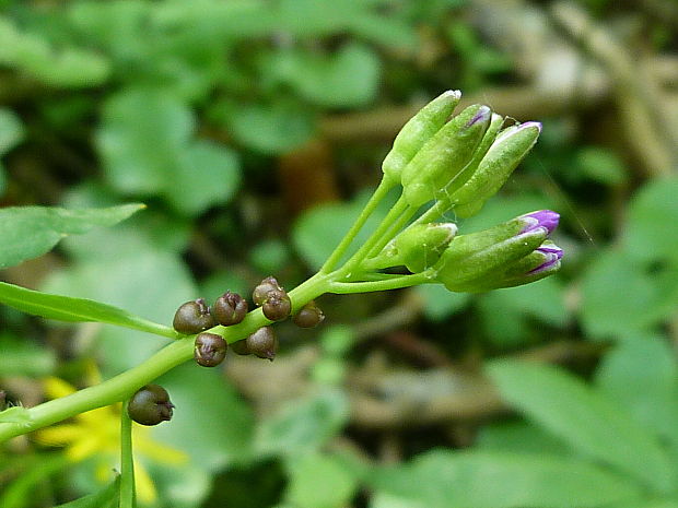 zubačka cibuľkonosná Dentaria bulbifera L.