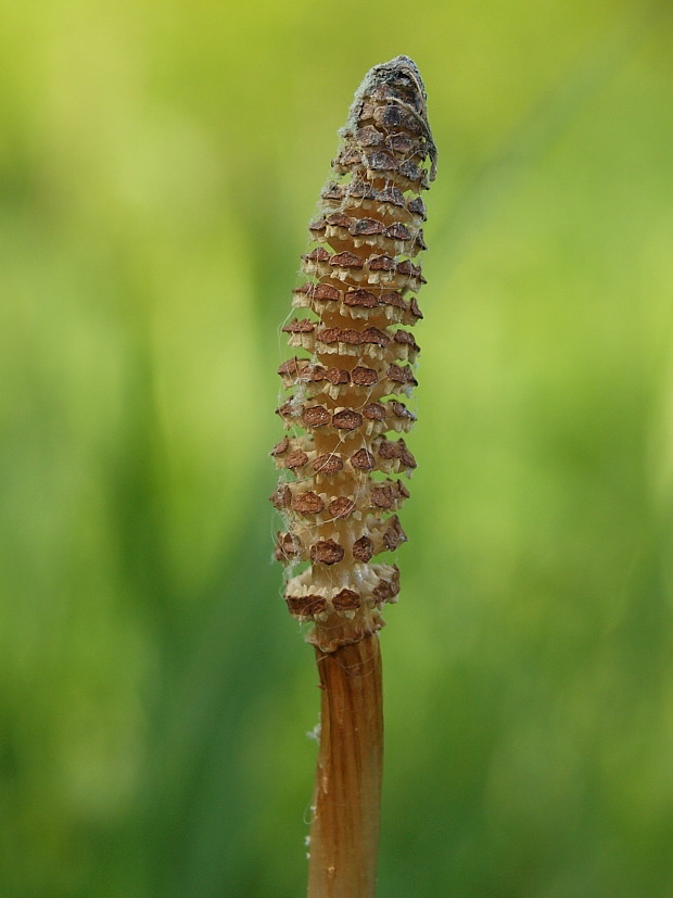 praslička roľná Equisetum arvense L.