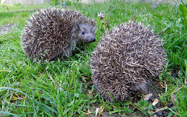 jež bledý  Erinaceus concolor