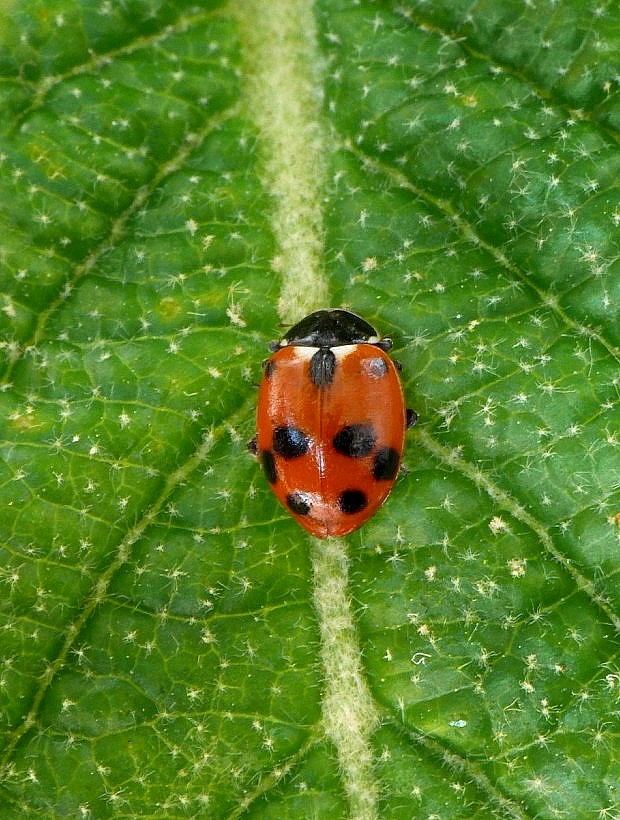 lienka Hippodamia variegata Goeze, 1777