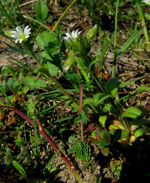 burinka okolíkatá Holosteum umbellatum L.