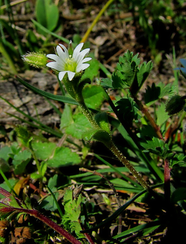 burinka okolíkatá Holosteum umbellatum L.