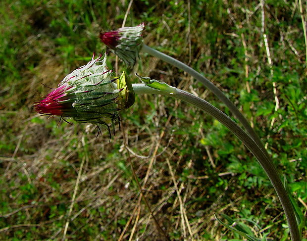 sinokvet mäkký Jurinea mollis (L.) Rchb.