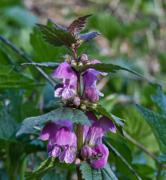 hluchavka škvrnitá Lamium maculatum L.