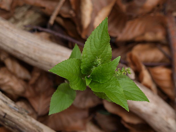 bažanka trváca Mercurialis perennis L.