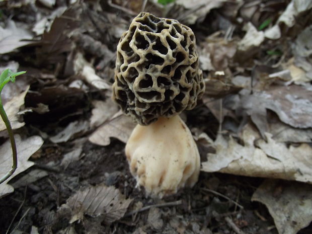 smrčok jedlý Morchella esculenta (L.) Pers.