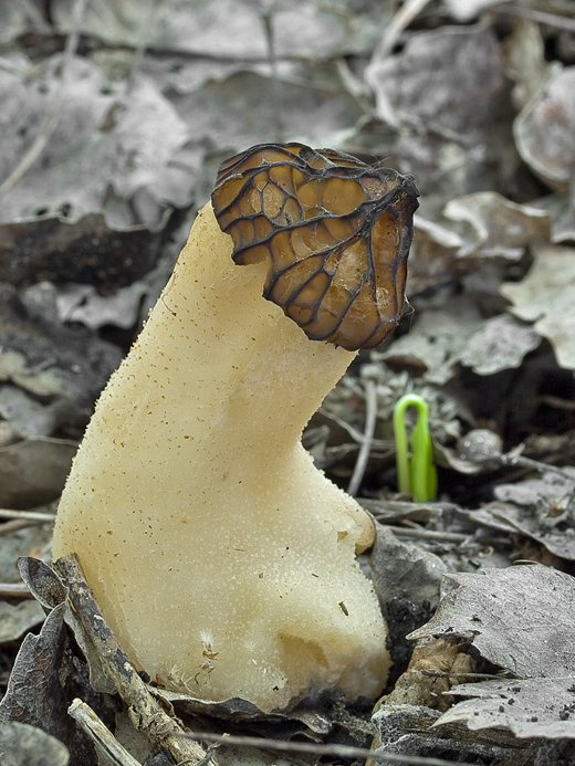 smrčok hybridný Morchella semilibera DC.