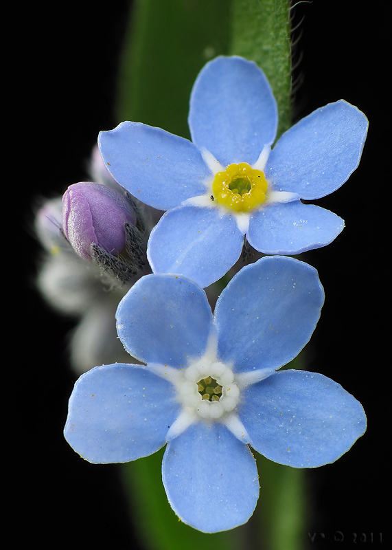 nezábudka lesná Myosotis sylvatica Ehrh. ex Hoffm.