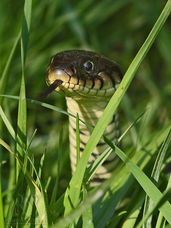 užovka obojková Natrix natrix