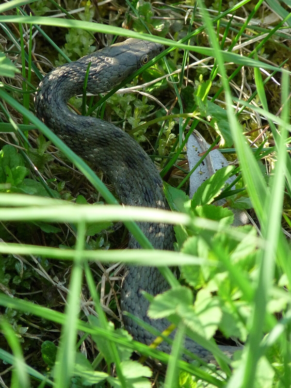 užovka fŕkaná Natrix tessellata