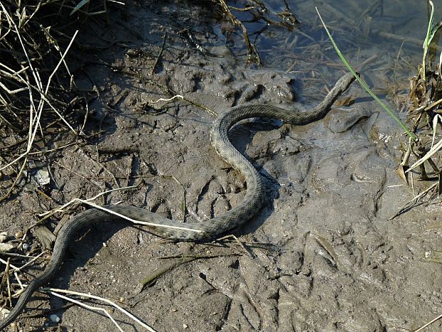 užovka fŕkaná Natrix tessellata