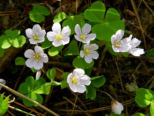 kyslička obyčajná Oxalis acetosella L.