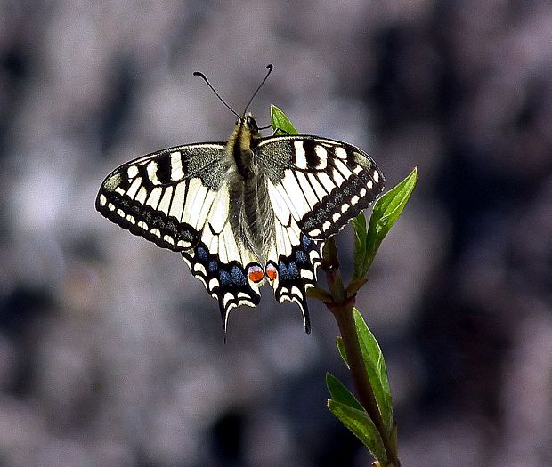 vidlochvost feniklový  Papilio machaon