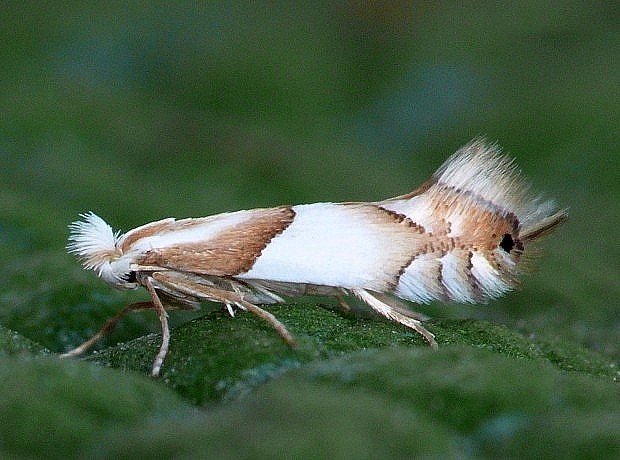 ploskáčik dubinový Phyllonorycter roboris Zeller, 1839